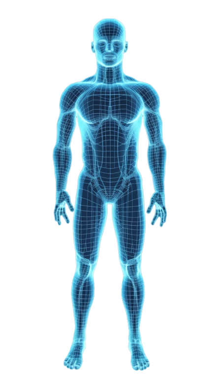 A wireframe human figure, marking the fourteen screening specialities
